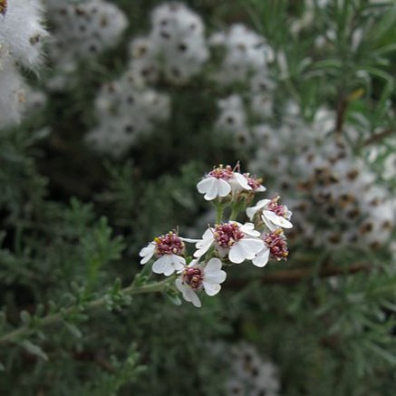 Chamomile, Cape Essential Oil (10% Dilution)