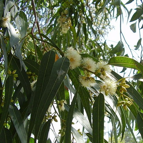 Eucalyptus Globulus Essential Oil