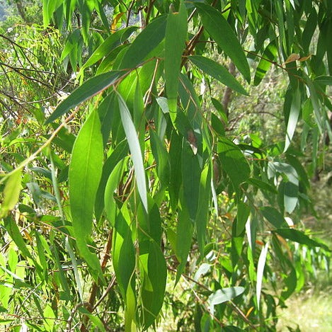 Eucalyptus (Black Peppermint) EO