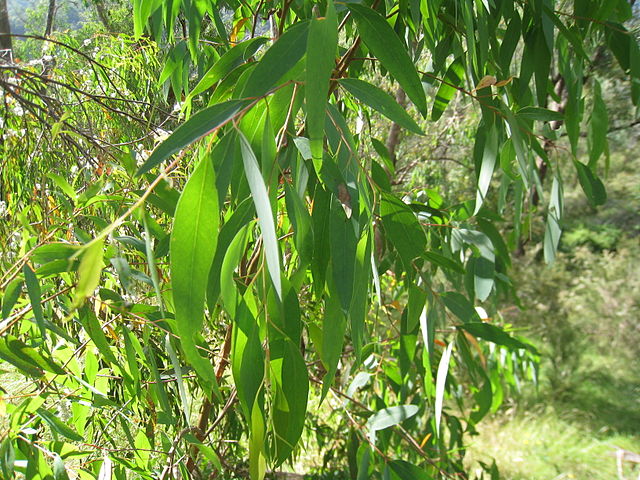 Eucalyptus (Lemon) Essential Oil