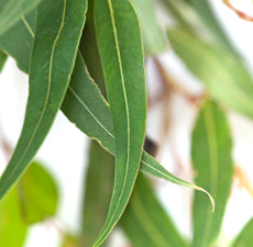 Eucalyptus Hydrosol