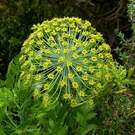 Galbanum Essential Oil