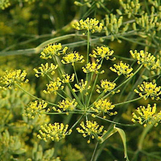 Fennel Essential Oil