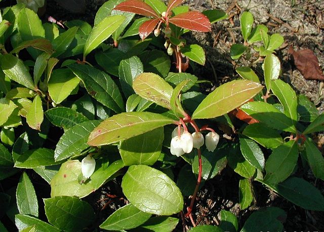 Wintergreen Essential Oil
