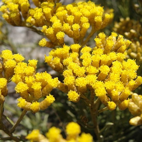 Immortelle Essential Oil (10% Dilution) in fractionated coconut oil