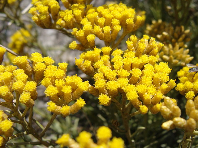 Immortelle Hydrosol 120ml