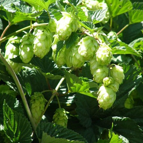 Hops Essential Oil
