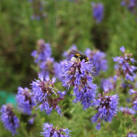 Hyssop Essential Oil