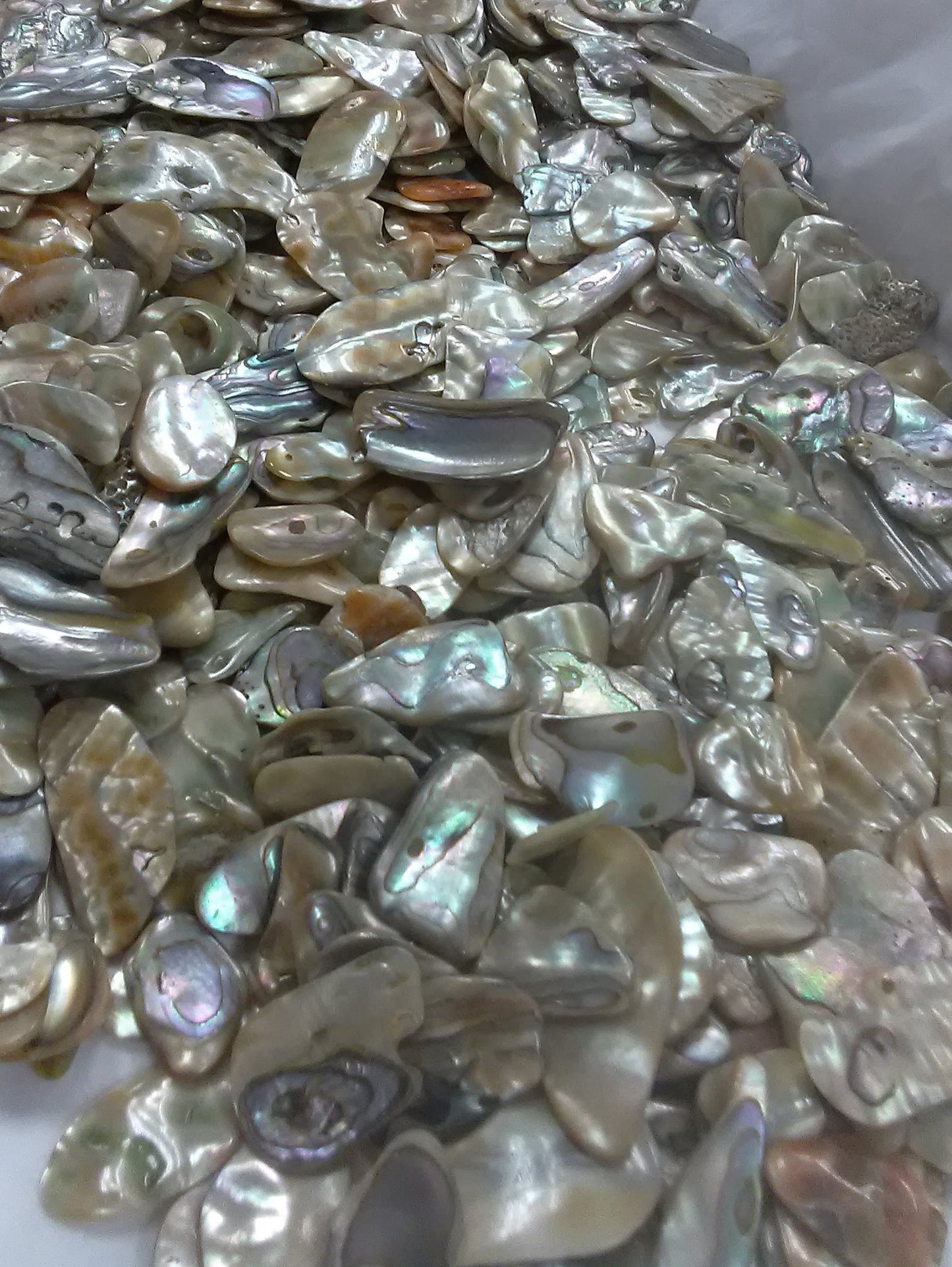 Mini Abalone Shell