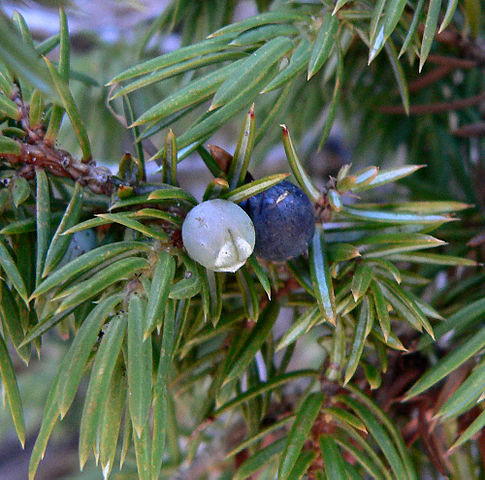Juniper Essential Oil
