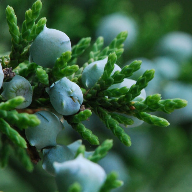 Cedarwood (Virginian) Essential Oil
