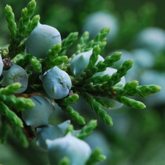 Cedarwood (Virginian)  Essential Oil