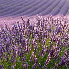 Lavandin Essential Oil