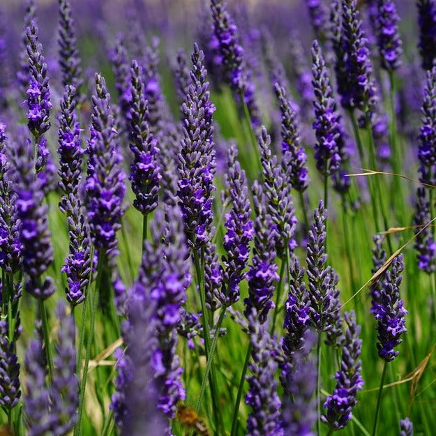 Lavender Essential Oil 12ml…