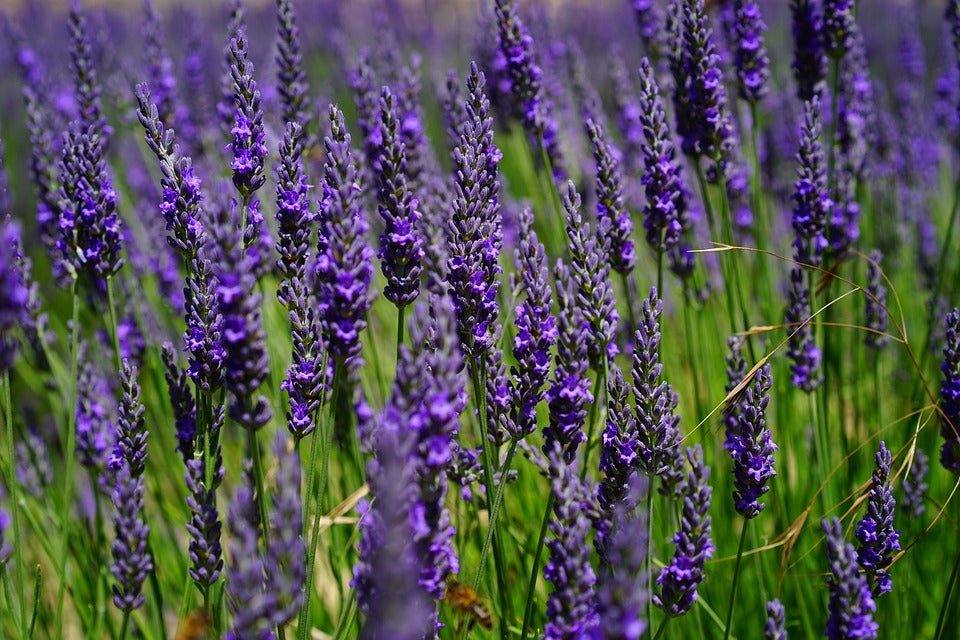 Lavender Hydrosol 120ml