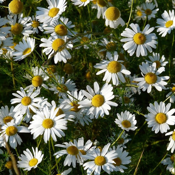 Chamomile (German) Essential Oil (10% Dilution)