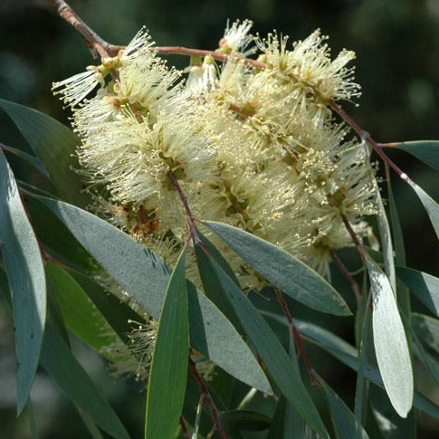 Cajeput Essential Oil