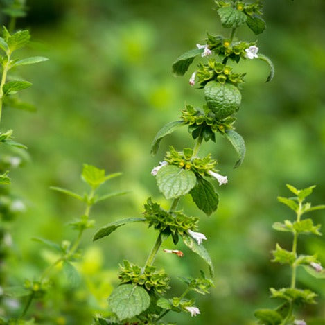Lemonbalm Essential Oil (10% Dilution)