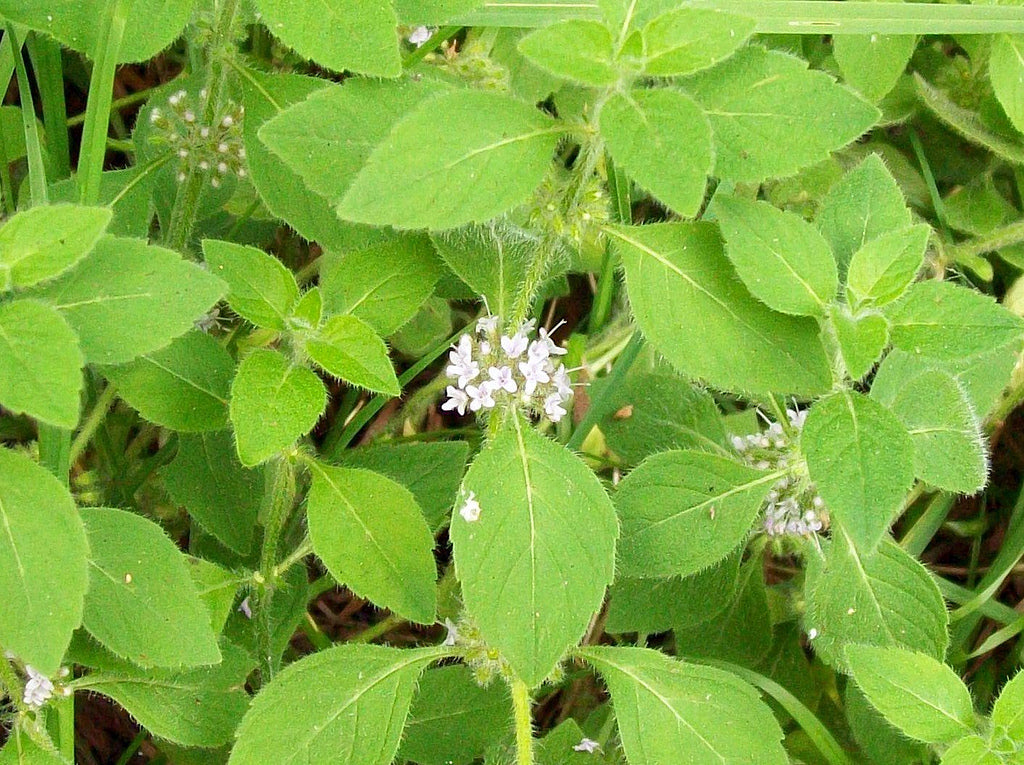 Peppermint (Japanese) Essential Oil