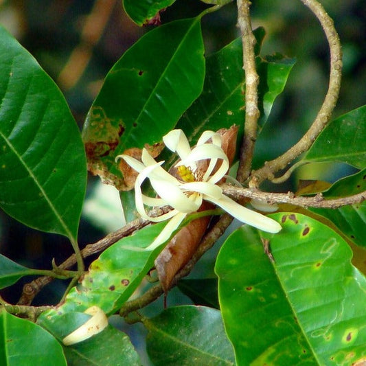 Champaka Essential Oil (10% Dilution)