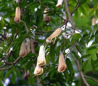 Balsam, Peru EO