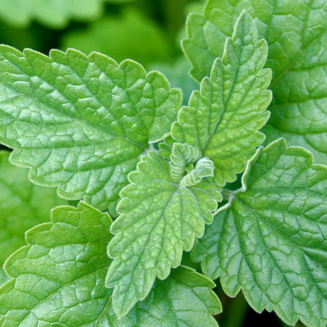 Catnip Essential Oil