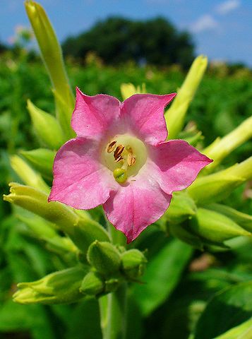 Tobacco Essential Oil