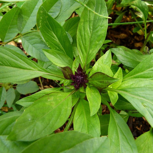 Basil  Essential Oil