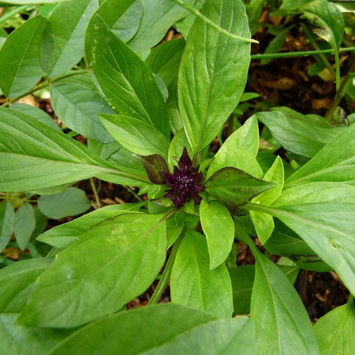 Basil Essential Oil