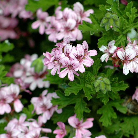 Geranium Essential Oil