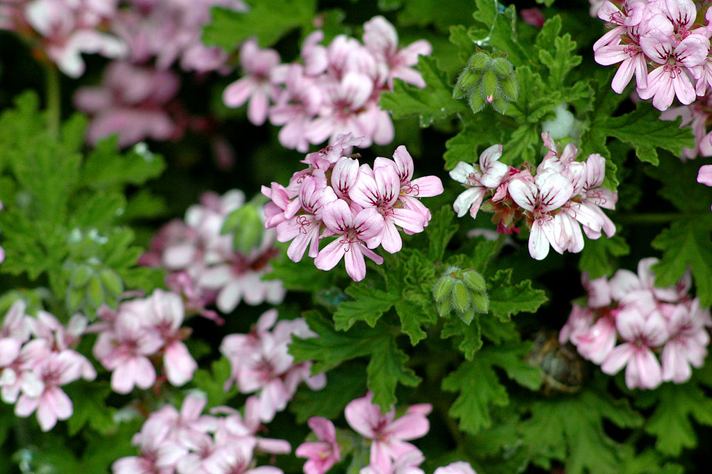 Geranium Hydrosol 120ml
