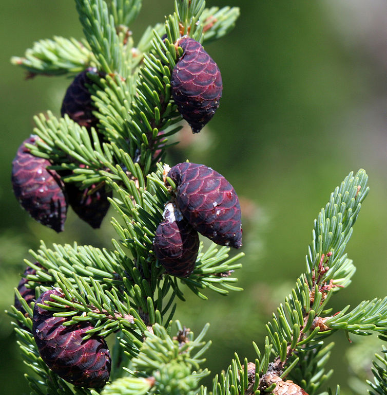 Spruce (Black) Essential Oil