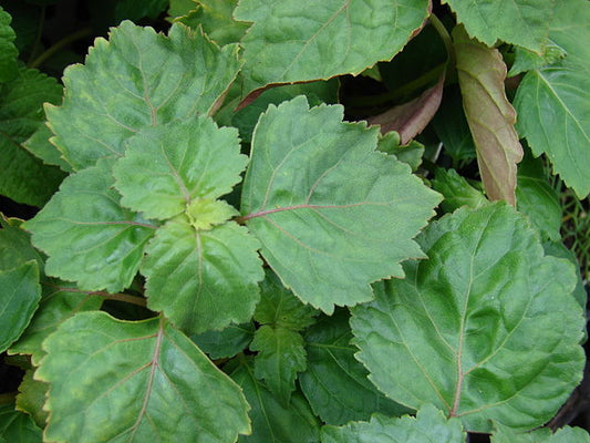 Patchouli Essential Oil