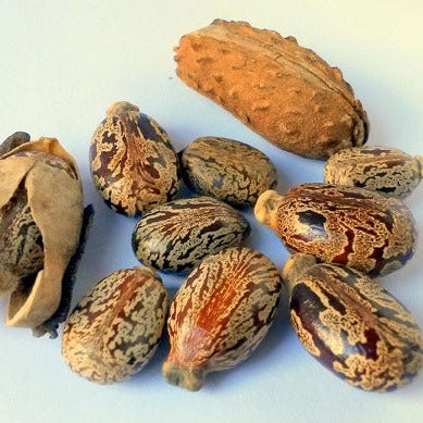 Castor Oil 120ml