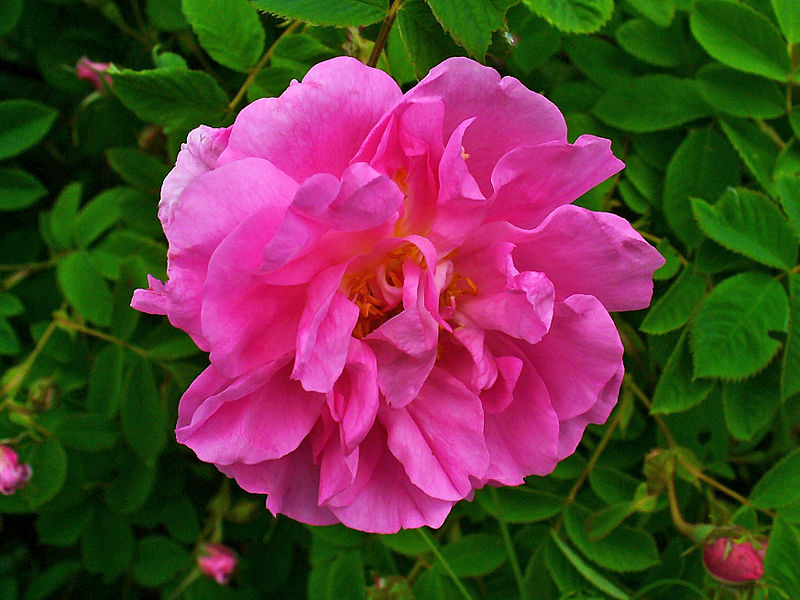 Rose Hydrosol 120ml