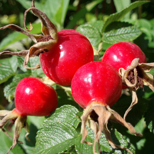 Immortelle (10% Dilution) in Rosehip Oil 12ml