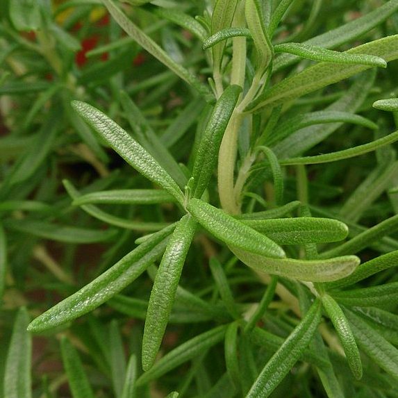 Rosemary Essential Oil