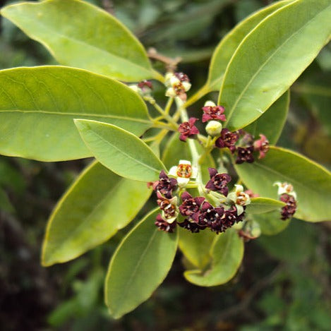 Australian Sandalwood Essential Oil (10% Dilution)