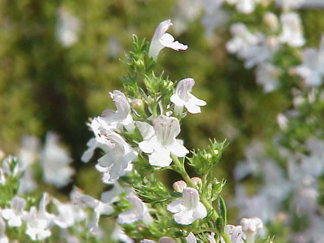 Winter Savory Essential Oil