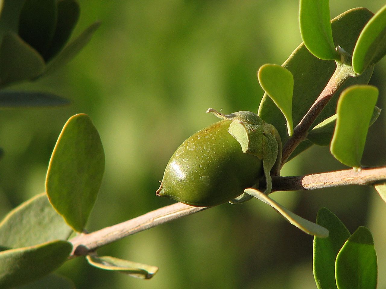 Organic Jojoba Oil 120ml