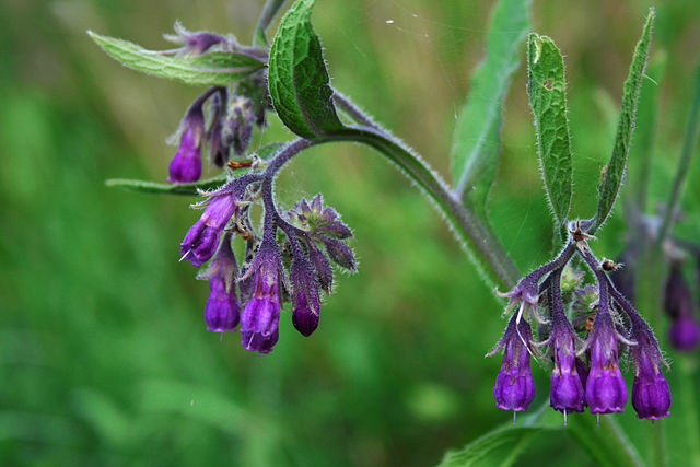 Comfrey-Infused Olive Oil