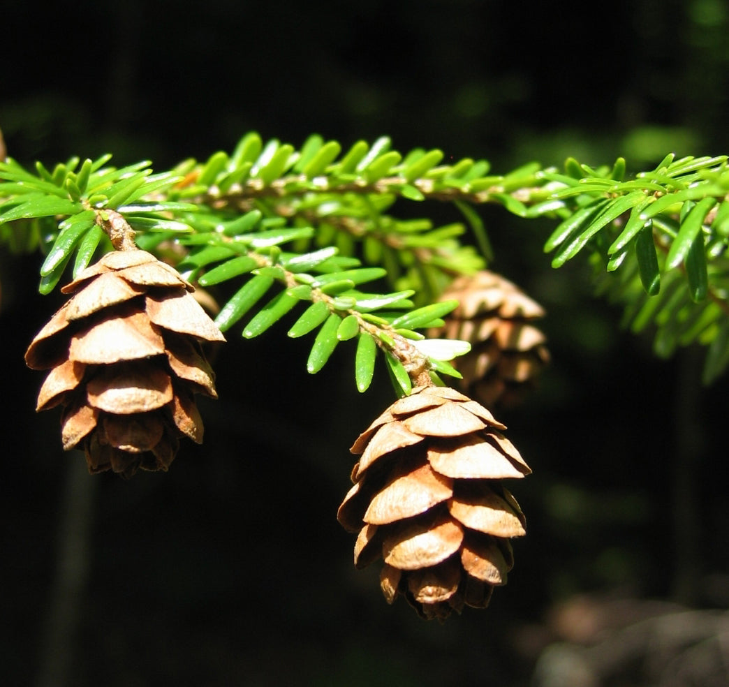 Spruce Hemlock Essential Oil