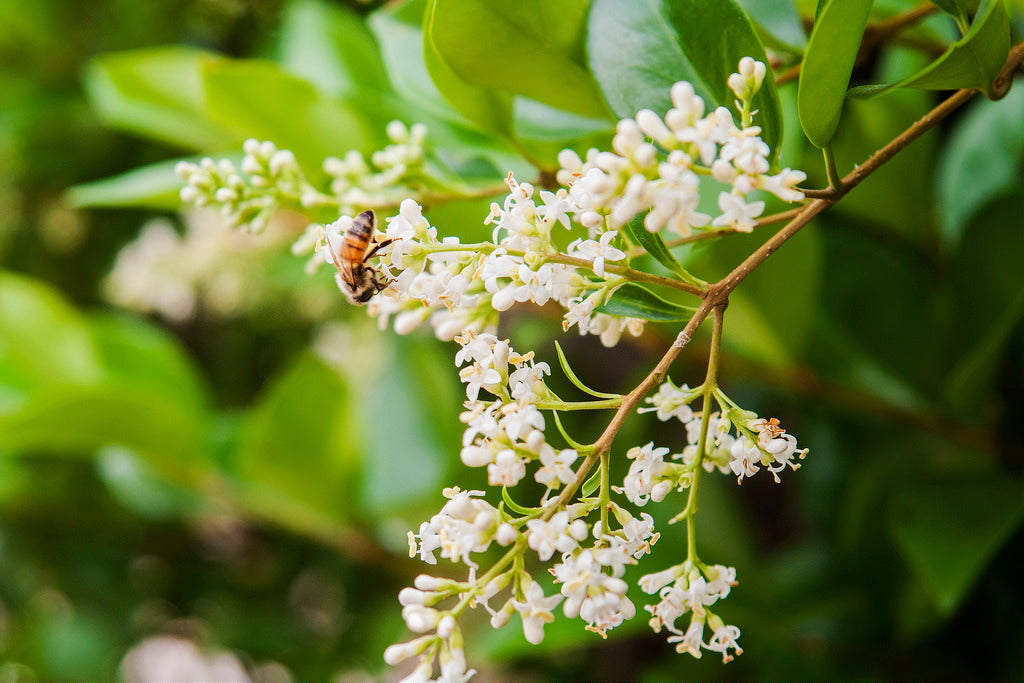 Valerian Essential Oil