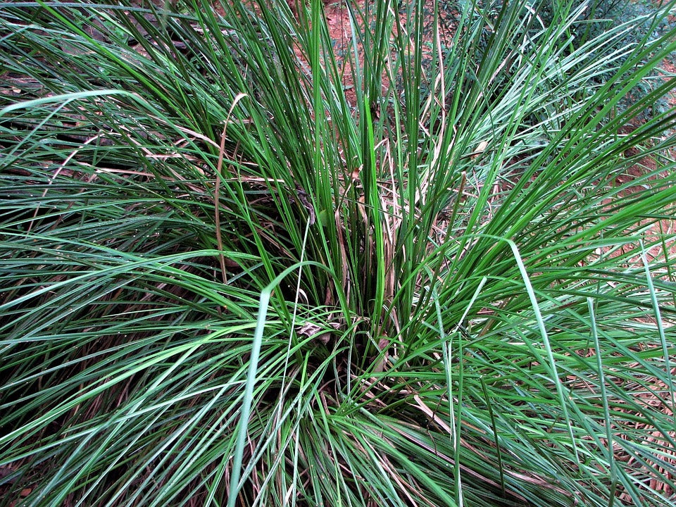 Vetiver Essential Oil (Resin)