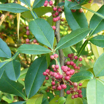Suganda Kokila Essential Oil