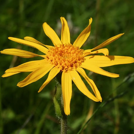 Arnica-Infused Olive Oil 120ml