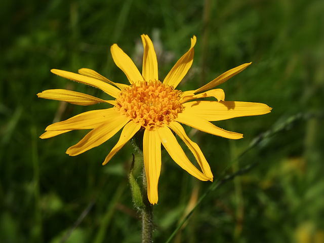 Arnica Butter 200g