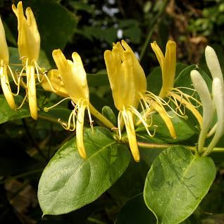 Honeysuckle Hydrosol 120ml