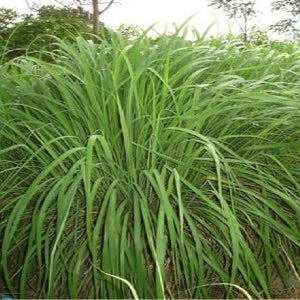 Ginger Grass Essential Oil