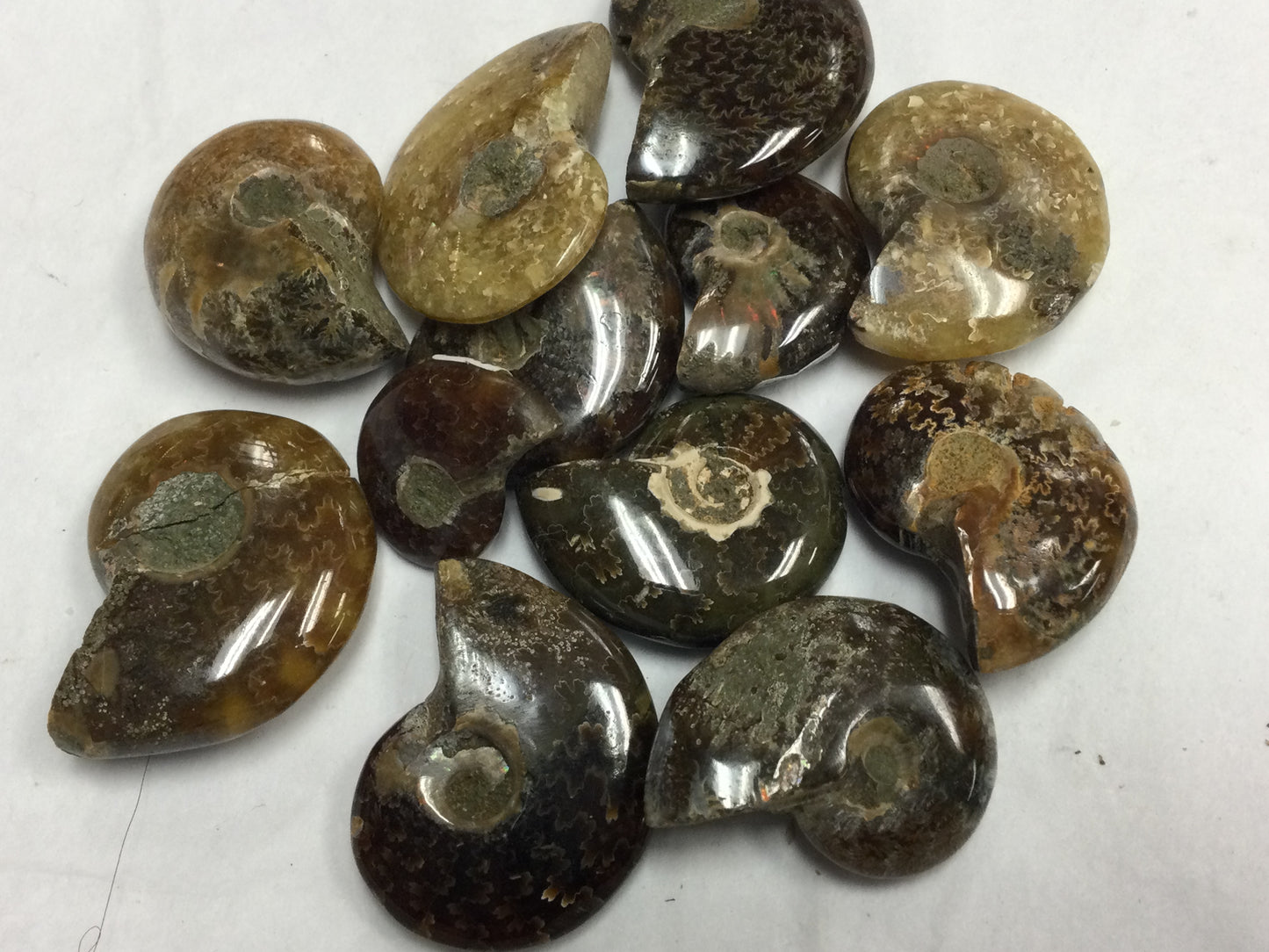 Whole Ammonite Shell